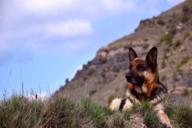 Alman çoban köpeği arkasında dağla çimlerin üzerinde yatıyordu..