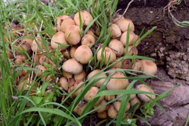 Ceviz ağacının gövdesindeki mantarlar çürümüş..