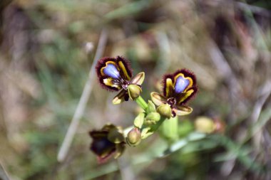 Ophrys spekulum (Venüs aynası) tam bahar çiçeğinde.