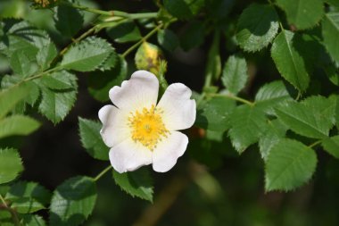 Yabani gül çiçeği (Rosa canina). Çiçekler hafif müshil etkisi yaratıyor ve genel bir tonik olarak. Yapraklar dış kullanımda iyileşiyor..