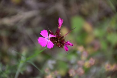 Kartaca karanfili (Dianthus carthusianorum), kayalık alanlarda dekoratif kullanım.