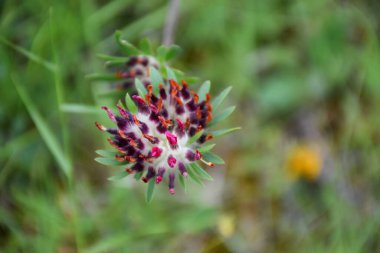 Anthyllis Kırılganlığı, Masallar Ailesi. Daha sonra insanlar tarafından hastalıklara karşı bir çare olarak kullanılabilecek pek çok aktif bileşene sahip: saponinler, taninler, mukozalar, tatlar..