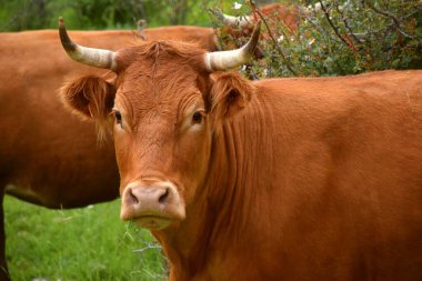 Çimenlikteki kahverengi boynuzlu inek ve arkadaki gül ağacı..