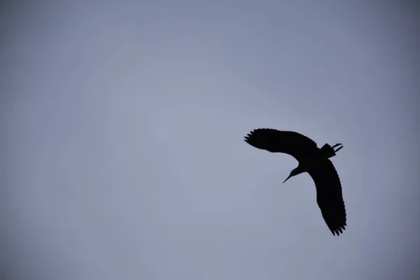 Gray Reiger Silhouet Lucht Bij Zonsondergang — Stockfoto