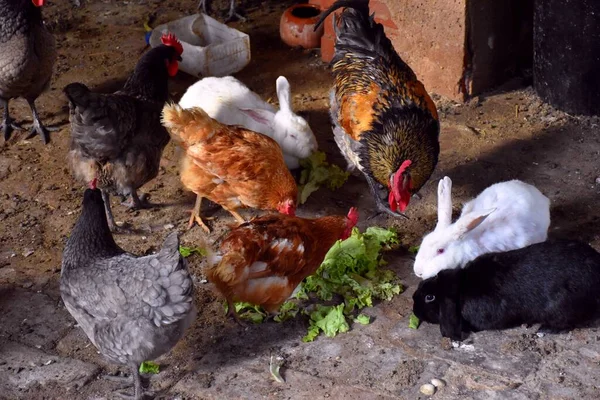 Hühner Hähne Und Kaninchen Essen Salat Inneren Des Gebäudes — Stockfoto
