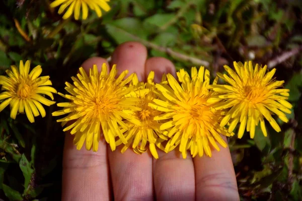 Dandelion Flower Clamped Fingers — 스톡 사진