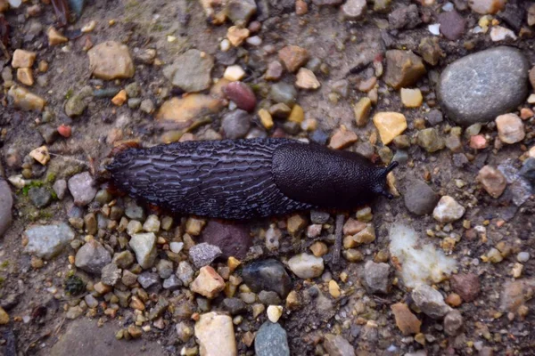 Sümüklüböcek Arion Ater Taş Bir Yolda Ilerliyor — Stok fotoğraf