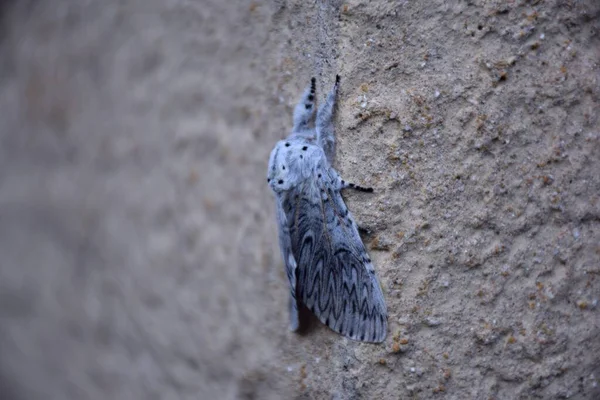 Motyl Polarny Cerura Iberica Rogu Budynku — Zdjęcie stockowe