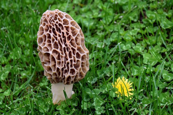 Morchella, edible and gourmet mushroom on the grass.