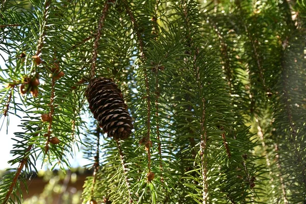 Branches Leaves Fruit Fir Illuminated Sun — 스톡 사진