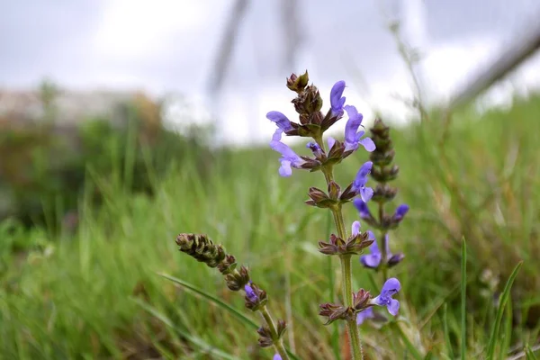 Salvia Officinalis Bloom Green Grass Meadow — 图库照片