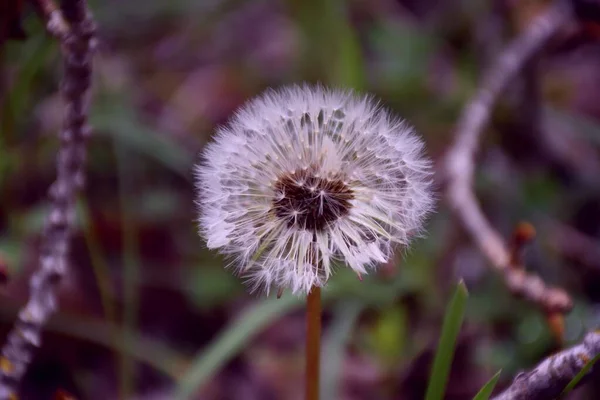 タンポポの花の種は 他の場所で発芽するために落下しようとしています 願いを叶えましょう 幸運の兆候です — ストック写真