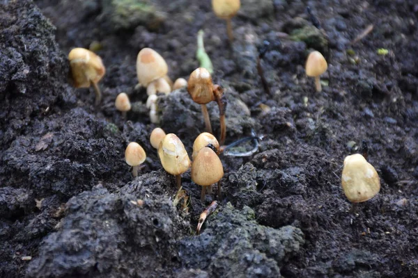 Gübre Içinde Bir Grup Mongui Mantarı Psilocybe Semilanceata — Stok fotoğraf