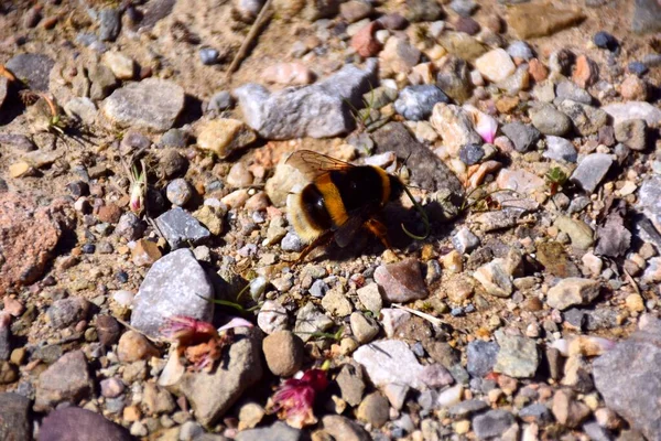 Bumblebee Chodzenie Ziemi Poszukiwaniu Nektaru Upadłych Kwiatów — Zdjęcie stockowe
