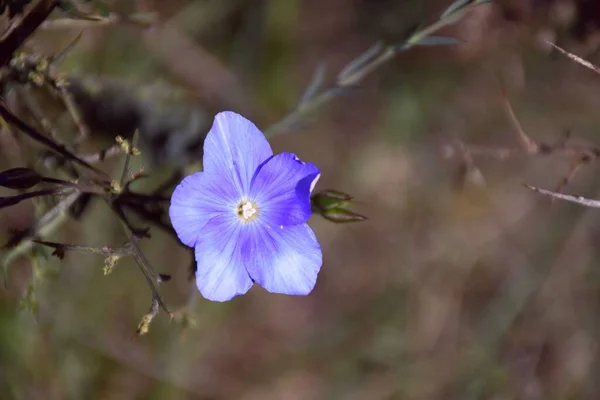 Kwiat Lnu Lub Siemienia Lnianego Linum Usitatissimum Dobrze Znany Zastosowania — Zdjęcie stockowe