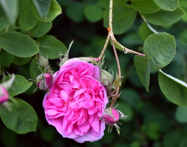 Rose Sauvage Avec Nombreux Pétales Inégaux — Photo