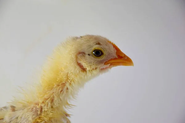 Neugeborene Gelbe Hühnerkopf Detail — Stockfoto