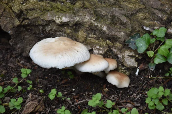 Cogumelo Álamo Agrocybe Aegerita Base Uma Árvore Grande Valor Culinário — Fotografia de Stock