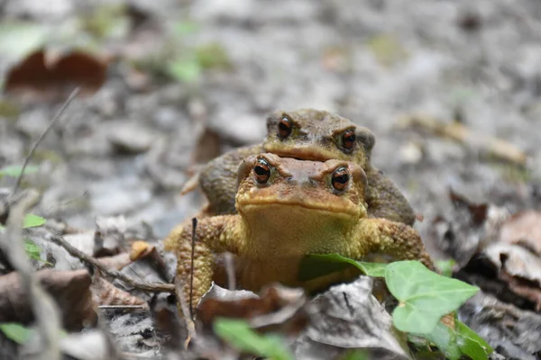 Toads reproducing on a path, front view.