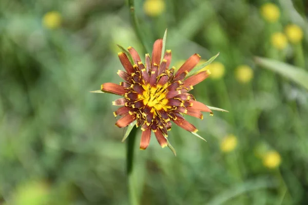 Kolor Kwiat Salsefii Tragopogon Crocifolius Jest Stosowany Jako Warzywo Dietetyczne — Zdjęcie stockowe