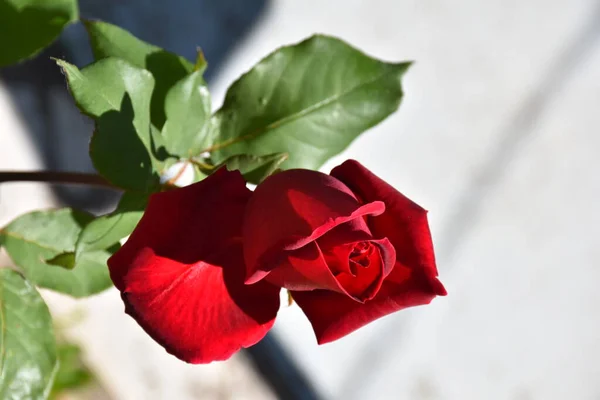 Rose Impériale Chrysler Avec Une Délicate Couleur Rouge Foncé Parfum — Photo