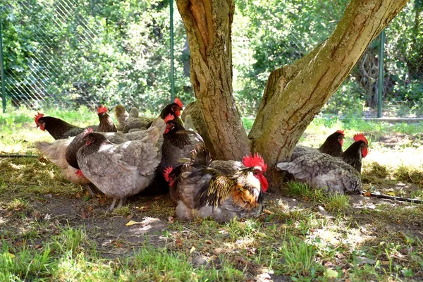 Hahn Und Hühner Biblue Ruhen Einem Heißen Tag Unter Einem — Stockfoto