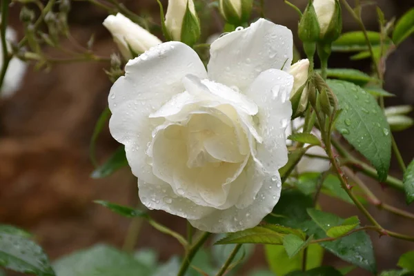 Rose Blanche Aux Gouttes Pluie Symbole Innocence Charme Pureté — Photo