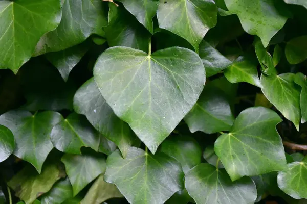 Κισσός Τοίχος Hedera Φύλλα Σχήμα Καρδιάς Σύμβολο Αγάπης — Φωτογραφία Αρχείου