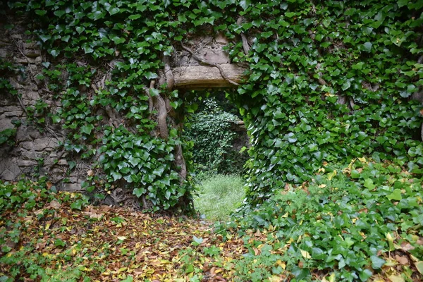 ハート型の葉でツタで覆われた石の壁に木製のリネルで小さな一歩 — ストック写真