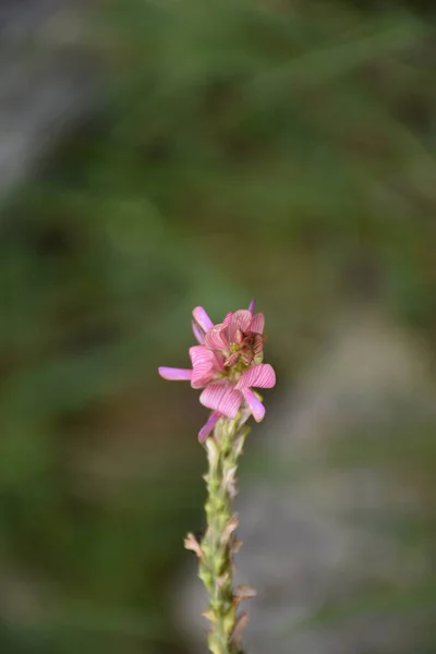Esparceta Çiçekleri Onobrychis Viciifolia Pembe Mor Damarlı Kırmızımsı Hayvanları Beslemek — Stok fotoğraf