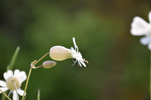 Colla Flor Silene Vulgaris Prado Verde —  Fotos de Stock