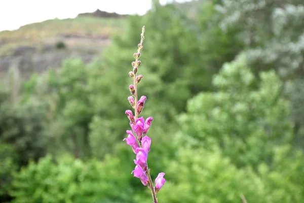 Tallo Floreciente Antirrhinum Majus Con Álamo Verde Fondo Montaña — Foto de Stock