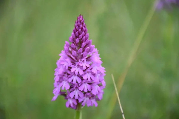 Пирамидальная Орхидея Anacamptis Pyramidalis Взрослая Переднем Плане — стоковое фото