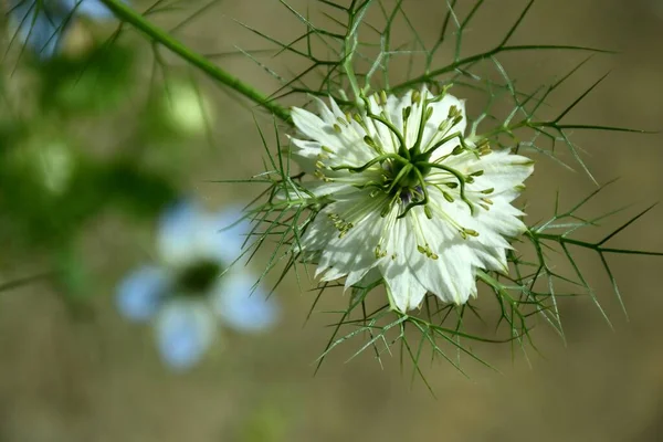 Biały Kwiat Nigella Damascena Rodzina Ranunculaceae Ogrodzie Sadzarka — Zdjęcie stockowe