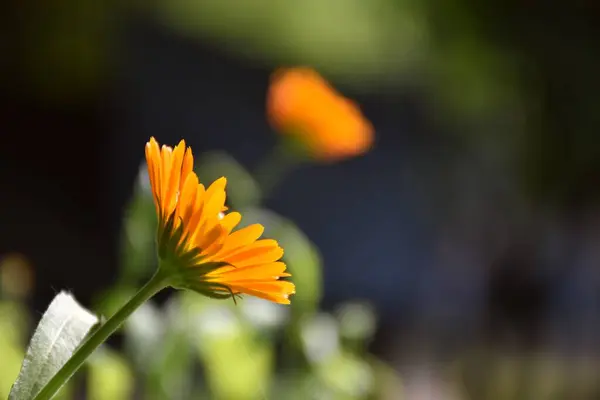 Calendula Officinalis Flower Illuminated Sun Side View Another Blurred Background — 스톡 사진