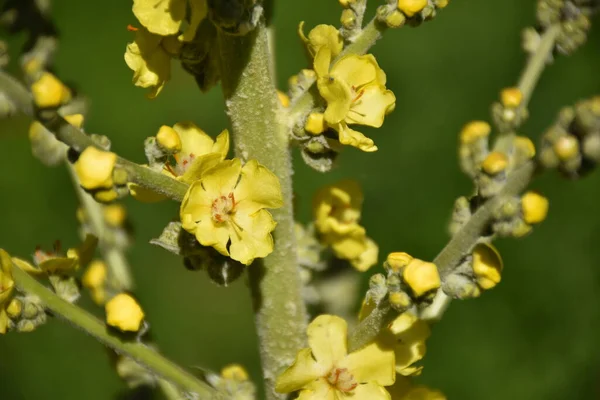 Verbascum Flor Thapsus Flores Têm Pigmento Amarelo Que Mulheres Romanas — Fotografia de Stock