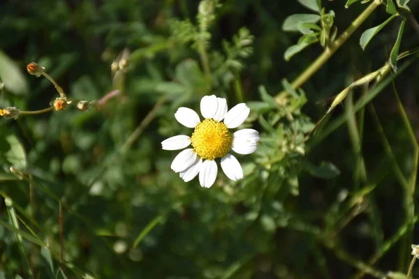 Chamaemelum Nobile Flowers Perennial Herb Tender Stem Flowering Tops Used — Stock Photo, Image