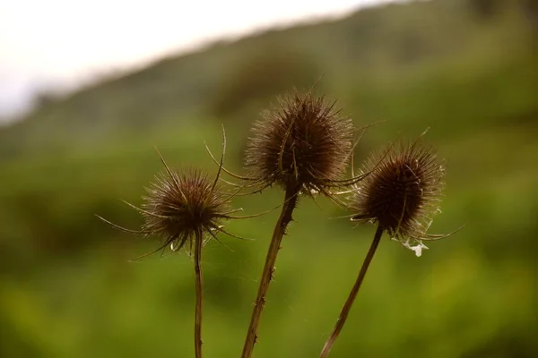 Tři Zaschlé Bodláčí Bodláčí Dipsacus Fullonum Obilném Poli Hoře Pozadí — Stock fotografie