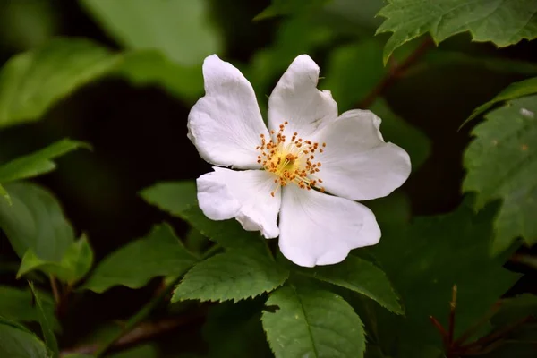 Cão Rosa Flor Rioja Seu Fruto Contém Taninos Que Dão — Fotografia de Stock