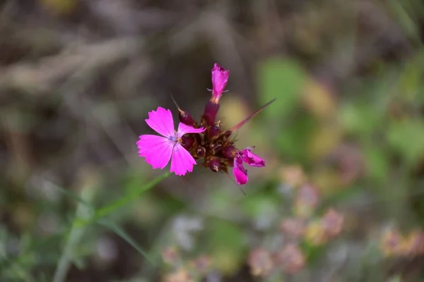 Clavel Cartujo Dianthus Carthusianorum Uso Decorativo Crece Áreas Rocosas — Foto de Stock