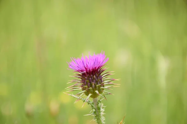 Detail Van Prachtige Paarse Bloem Van Carduus Assoi Verlicht Door — Stockfoto