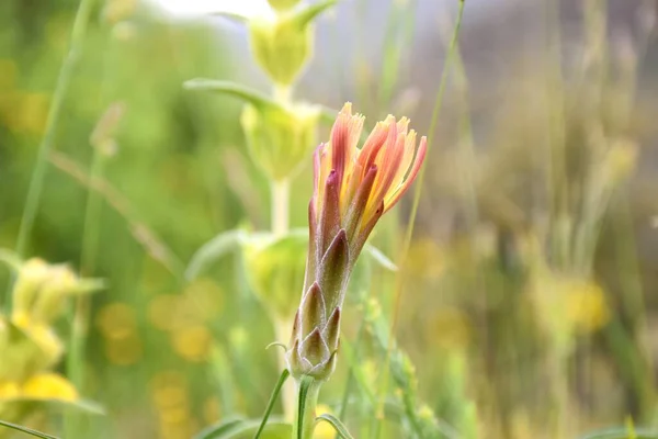 Flor Amarilla Del Prado Scorzonera Angustifolia Día Soleado — Foto de Stock