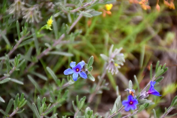 Flores Color Azul Oscuro Lithodora Fruticosa Familia Boraginoideae También Llama — Foto de Stock