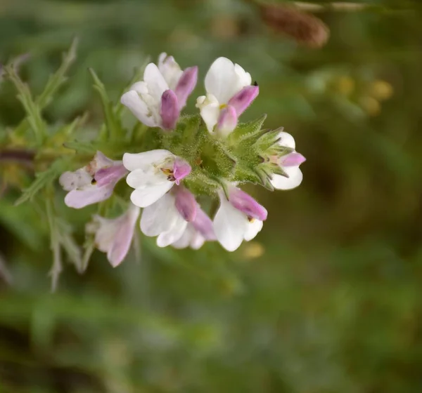 Planta Flores Rosa Branca Bellardia Trixago — Fotografia de Stock