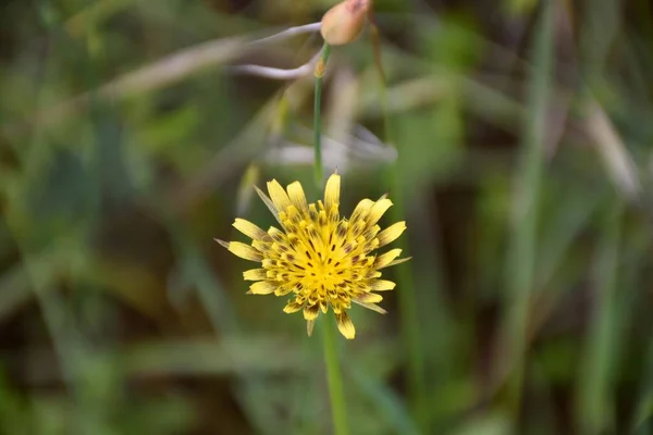 Hybrydowy Żółty Kwiat Tragopogon Dubius Powszechnie Nazywany Broda Skorpion Orzechy — Zdjęcie stockowe
