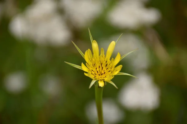 Hybrid Yellow Flower Tragopogon Dubius Genus Tragopogon Family Asteraceae — 스톡 사진