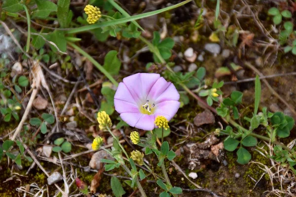 Convolvulus Arvensis Flor Una Especie Planta Trepadora Menudo Una Planta — Foto de Stock