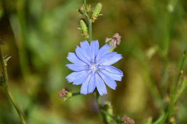 Mavimsi Chicory çiçeği (Cichorium intybus) yol kenarında.