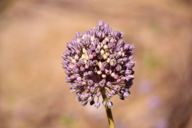 Omzunda çiçek açan sarımsak (Allium ampeloprasum).