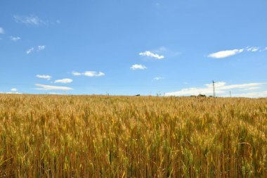 Tahıl tarlası hasat arifesinde, güç hattı ve bulutlu mavi gökyüzü.